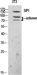 SIP1 Polyclonal Antibody