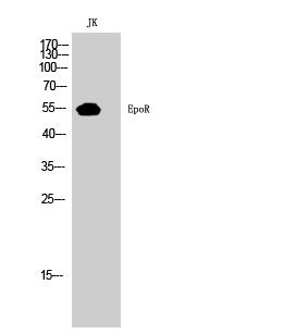 EpoR Polyclonal Antibody