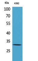 VDAC1 Polyclonal Antibody