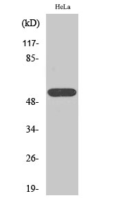 TEL Polyclonal Antibody