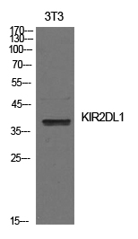 CD158a Polyclonal Antibody