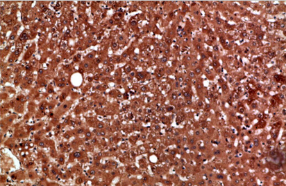 PON1 Polyclonal Antibody