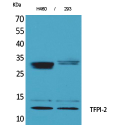 TFPI-2 Polyclonal Antibody