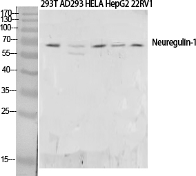 Neuregulin-1 Polyclonal Antibody