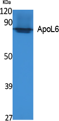 ApoL6 Polyclonal Antibody