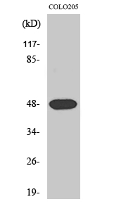 Synaptotagmin XI Polyclonal Antibody