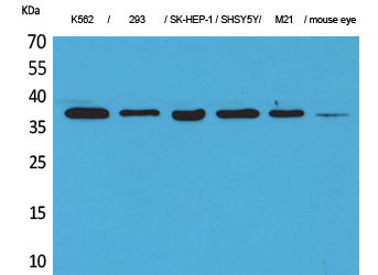 RRP7A Polyclonal Antibody