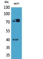 CD110 Polyclonal Antibody