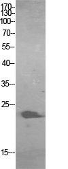 ALR Polyclonal Antibody