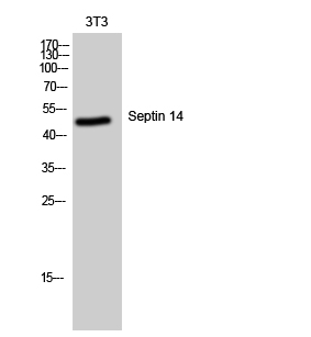 Septin 14 Polyclonal Antibody