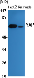 YAP Polyclonal Antibody