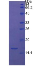 Recombinant Transforming Growth Factor Beta 1 (TGFb1)