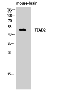 TEF-4 Polyclonal Antibody