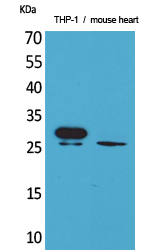 TREM-1 Polyclonal Antibody