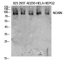 NOXIN Polyclonal Antibody