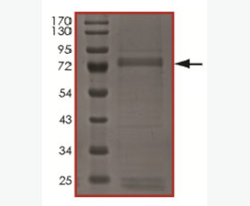 Recombinant Human Small Ubiquitin-Related Modifier 3/SUMO3/SMT3A