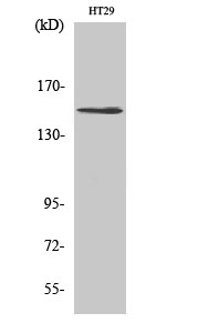 USP42 Polyclonal Antibody