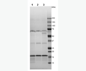 Recombinant Mouse SLAMF4/Natural killer cell receptor 2B4/CD244