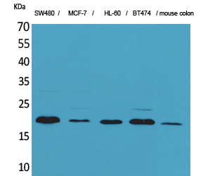 FGF-20 Polyclonal Antibody