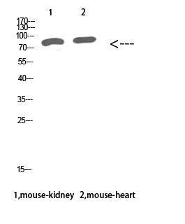 Amyloid-β Polyclonal Antibody