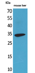 Hepassocin Polyclonal Antibody