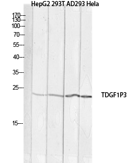 Cripto-3 Polyclonal Antibody