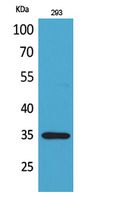 RANKL Polyclonal Antibody