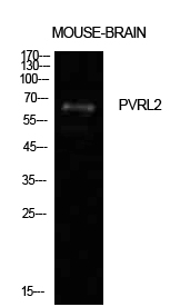 Nectin 2 Polyclonal Antibody