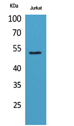 Tubulin α Polyclonal Antibody