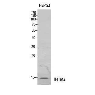 IFITM2 Polyclonal Antibody