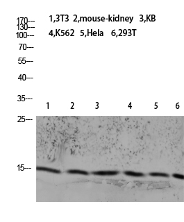 Histone H2B Polyclonal Antibody