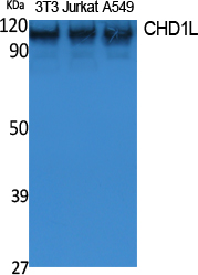 CHD1L Polyclonal Antibody