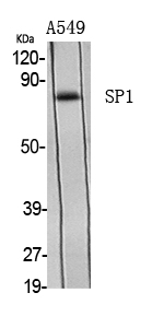 Sp1 Polyclonal Antibody