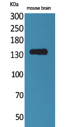 Contactin 1 Polyclonal Antibody