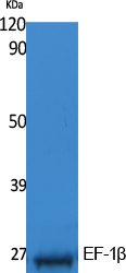 EF-1β Polyclonal Antibody