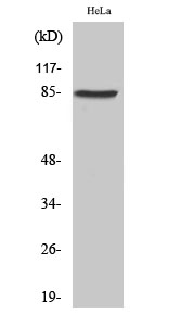 SgK288 Polyclonal Antibody