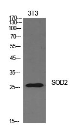 SOD-2 Polyclonal Antibody