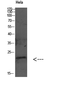 GABARAP Polyclonal Antibody