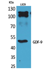 GDF-9 Polyclonal Antibody