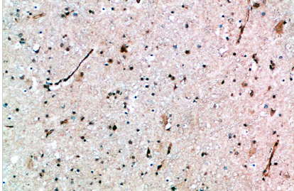 AVP Receptor V3 Polyclonal Antibody