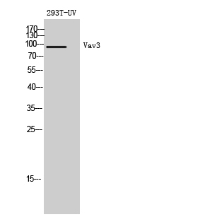 Vav3 Polyclonal Antibody