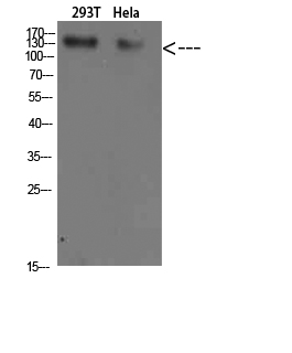 Collagen I Polyclonal Antibody