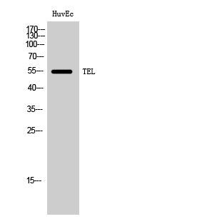 TEL Polyclonal Antibody