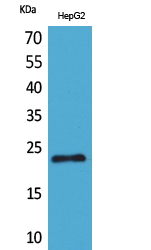 SNAP 23 Polyclonal Antibody