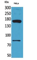 CD163b Polyclonal Antibody