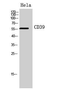 CD39 Polyclonal Antibody