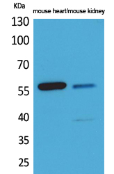 Angptl1/2 Polyclonal Antibody