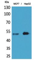 LIR-6 Polyclonal Antibody