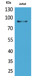 HSP 90 Polyclonal Antibody