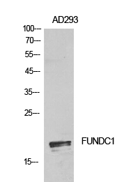 FUNDC1 Polyclonal Antibody